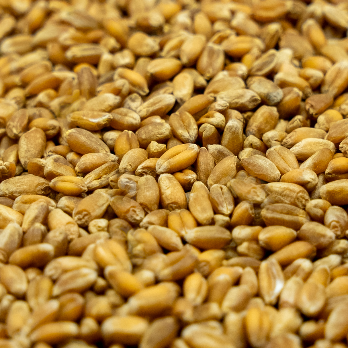 Picture of Rahr Unmalted Red Wheat
